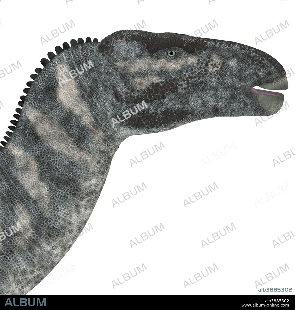 Iguanodon dinosaur head. Iguanodon was a herbivorous dinosaur that lived in Europe during the Cretaceous Period.