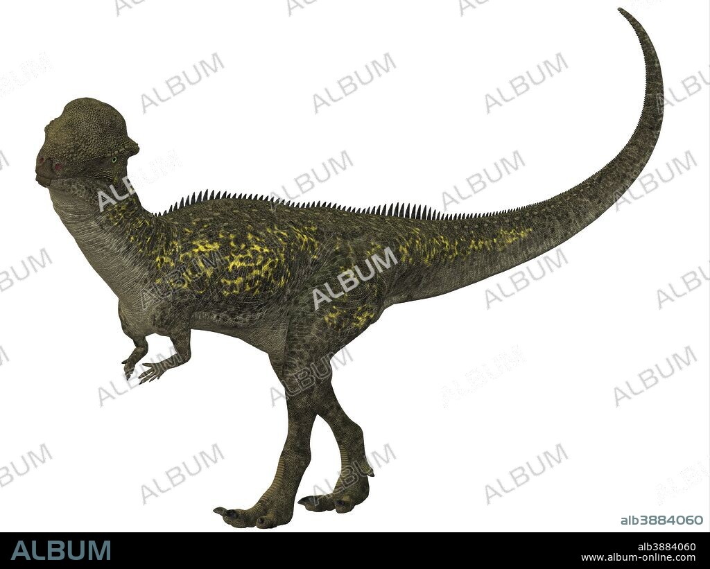 Stegoceras was a herbivorous dinosaur that lived during the Cretaceous Period of North America.