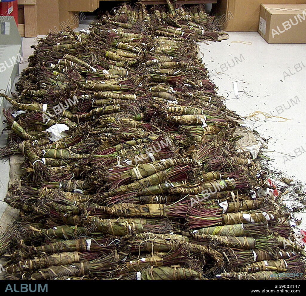 Catha edulis (khat) a plant native to the Horn of Africa, is an amphetamine-like stimulant, which is said to cause excitement, loss of appetite and euphoria.