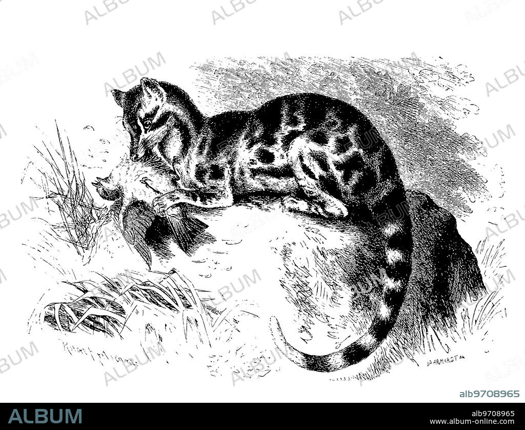 Spotted linsang, Prionodon pardicolor, a Southeast Asian predatory species of the linsang family, digitally restored reproduction of an original 19th century artwork, exact original date unknown.