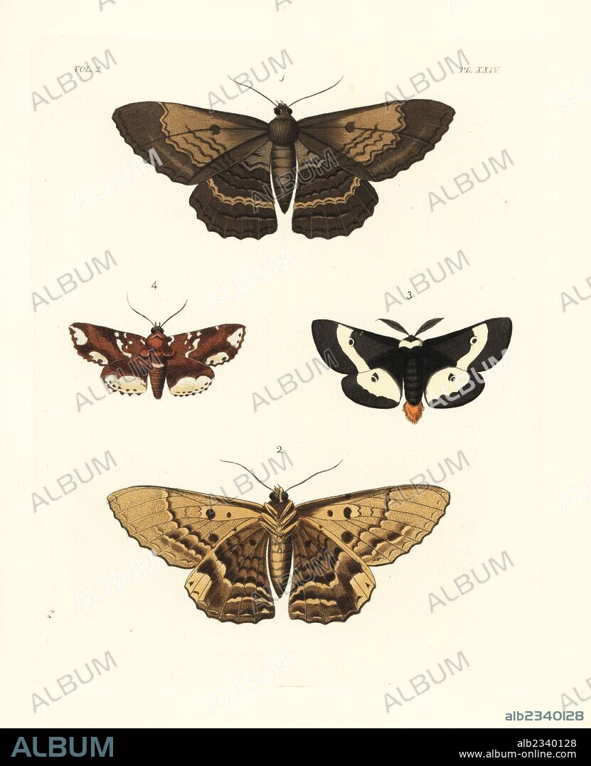 Letis hercyna of Jamaica, Erebus hercyna 1,2, buck moth Hemileuca maia Saturnia maia 3, and Zale lunata edusa, Erebus edusa 4. Handcoloured lithograph from John O. Westwood's new edition of Dru Drury's "Illustrations of Exotic Entomology," Bohn, London, 1837.