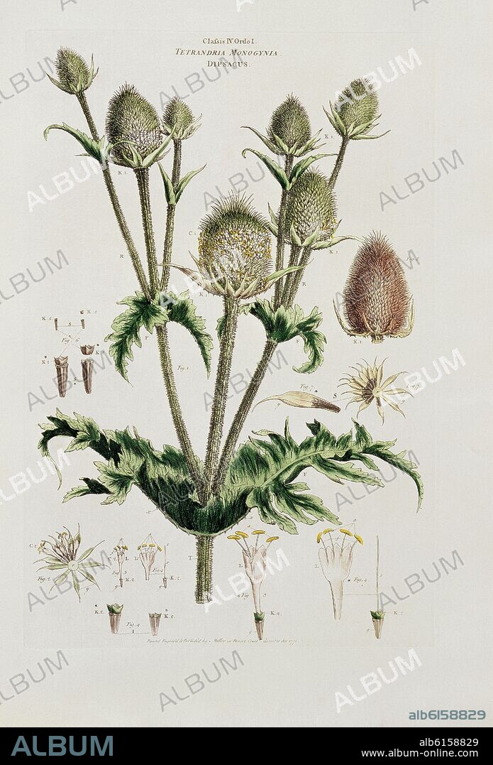 CELESTINO MUTIS. LAMINA - TETRANDRIA MONOGINIA DIPSACUS.