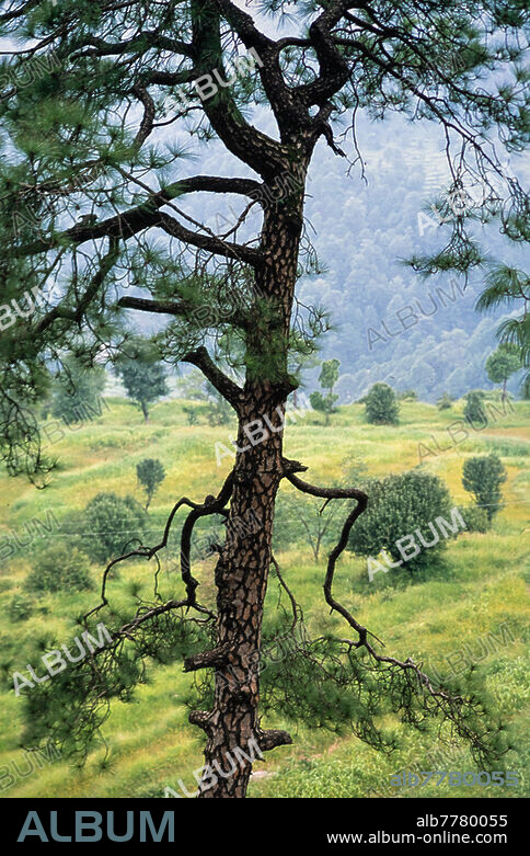 India, State of Himachal Pradesh (Northwest India), Landscape. - Pine tree in Himachal Pradesh in the rain during the monsoon season. - Photo, August 2015.