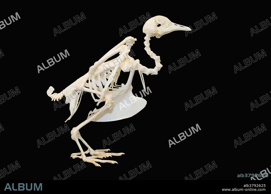 Pigeon Skeleton