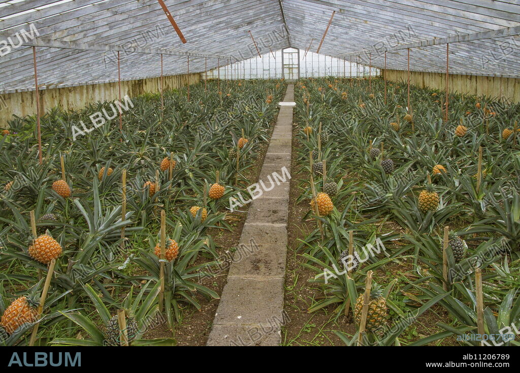 Arruda Pineapple Plantation, Ponta Delgada, Sao Miguel, Azores, Portugal, Europe.