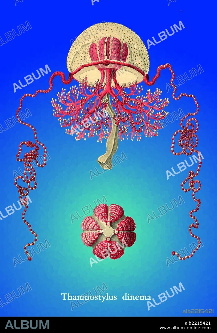 Ernst Heinrich Philipp August Haeckel (1834 - 1919) was an eminent German biologist, naturalist, philosopher, physician, professor and artist.  He discovered, described and named thousands of new species, mapped a genealogical tree relating all life forms, and coined many new terms in biology.