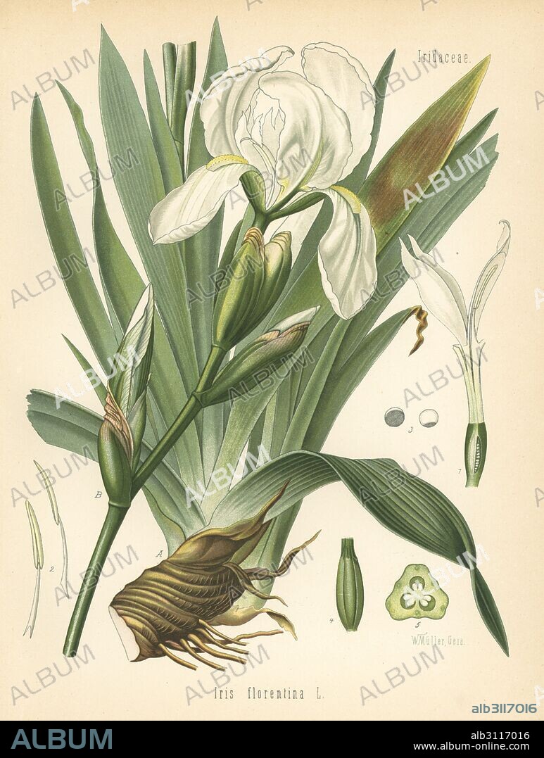 White flag, Iris × germanica (Iris florentina). Chromolithograph after a botanical illustration by Walther Muller from Hermann Adolph Koehler's Medicinal Plants, edited by Gustav Pabst, Koehler, Germany, 1887.
