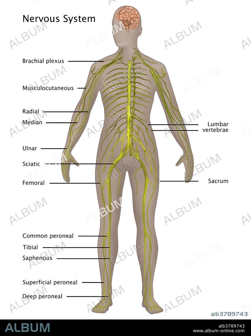 Illustration of the nervous system in the female anatomy. Labeled nerves from top to bottom are: brachial plexus, musculocutaneous, radial, median, lumbar, vertebrae, ulnar, sciatic, sacrum, femoral, common peroneal, tibial, saphenous, superficial peroneal, and the deep peroneal.
