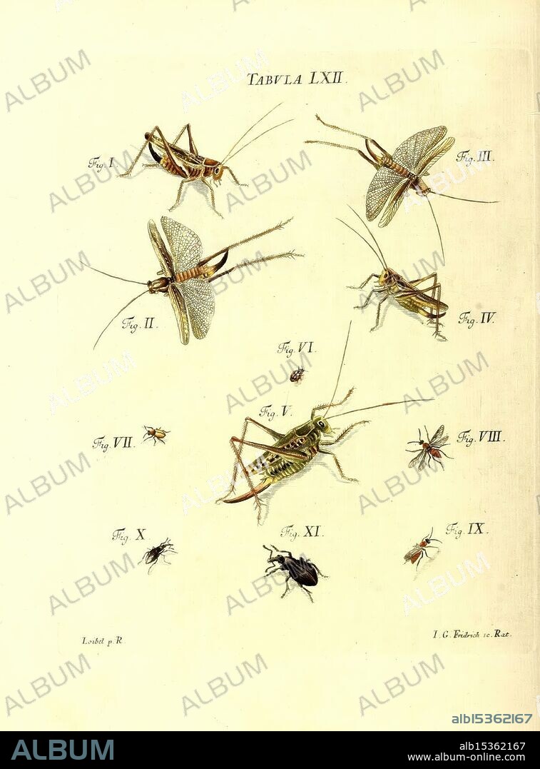 Iacobi Christiani Schaefferi s.s. theologiae et philosophiae doctoris Icones insectorum circa Ratisbonam indigenorum, Ratisbonae, Typis Breitfeldianis, MDCCLXXIX [1766-1779], Germany, Insects, Pictorial Works, Regensburg, A collection of detailed illustrations depicting various species of insects, primarily focusing on grasshoppers and crickets. Each specimen is labeled with a corresponding figure number, showcasing their distinctive features and anatomical details. The arrangement creates a comprehensive visual reference, highlighting the diversity within this category of insects, with variations in size, shape, and texture. The overall composition emphasizes the intricate designs of these creatures, making it a valuable resource for entomological studies.