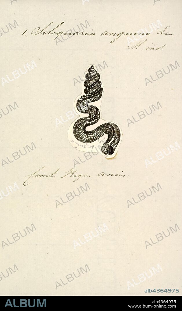 Siliquaria anguina, Print, Siliquaria, common name the slit worm snails, is a genus of sea snails, marine gastropod molluscs in the family Siliquariidae.