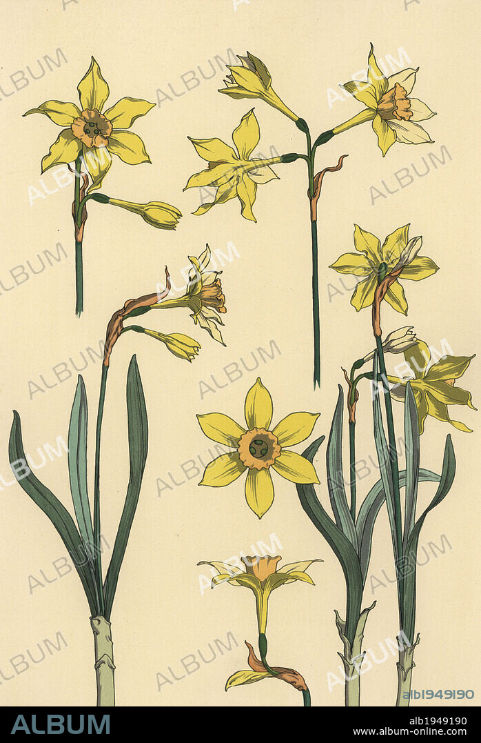 Botanical illustration of the jonquil, Narcissus jonquilla, showing parts of flower. Lithograph by Verneuil with pochoir (stencil) handcoloring from Eugene Grasset's “Plants and their Application to Ornament,” Paris, 1897. Grasset (1841-1917) was a Swiss artist whose innovative designs inspired the “art nouveau” movement at the end of the 19th century.