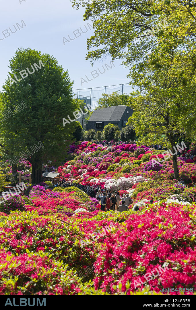 Azaleas (Rhododendron) (Ericaceae family), Nezu Shrine, Tokyo, Japan, Asia.