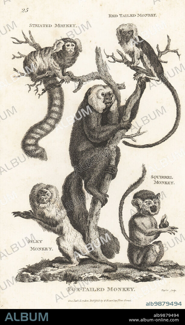 Common marmoset, Callithrix jacchus, red-tail guenon, Cercopithecus ascanius, white-faced saki, Pithecia pithecia, endangered golden lion tamarin, Leontopithecus rosalia, and Guianan squirrel monkey, Saimiri sciureus. Striated monkey, red-tailed monkey, fox-tailed monkey, silky monkey and squirrel monkey. Copperplate engraving by Taylor from George Shaws General Zoology: Mammalia, G. Kearsley, Fleet Street, London, 1800.