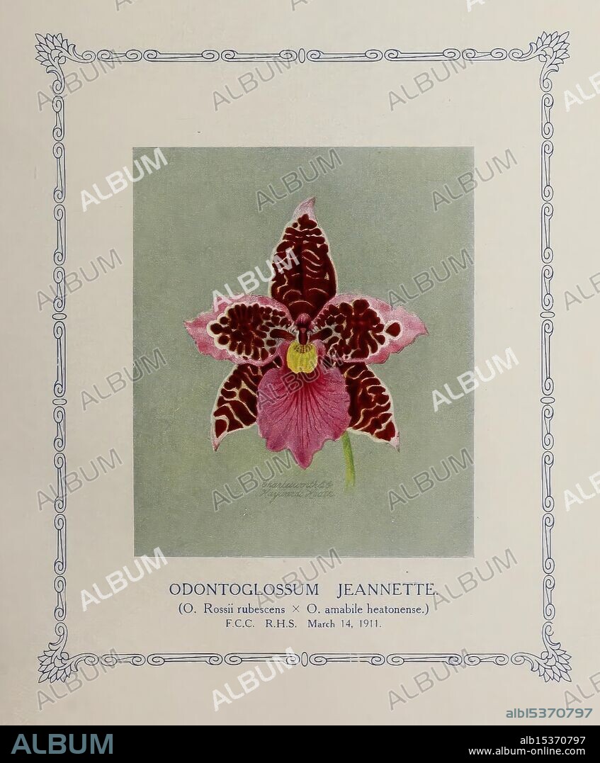 The Orchid World, Haywards Heath, Sussex [Alabaster, Passmore & Sons, Ltd, Printers] 1911-16, orchids, periodicals, Odontoglossum, Jeannette, A beautifully illustrated depiction of the Odontoglossum Jeannette orchid, showcasing its intricate petal patterns and rich coloration. The flower features broad, elegantly shaped petals adorned with striking maroon and chocolate-brown markings that create a captivating contrast against the light background. The center of the bloom exhibits a delicate yellow and white structure, enhancing its overall allure. Encased within an ornate border, the illustration is complemented by detailed botanical notes at the bottom, indicating its classification and the date of discovery, adding a scholarly touch to this exquisite representation of nature's beauty.