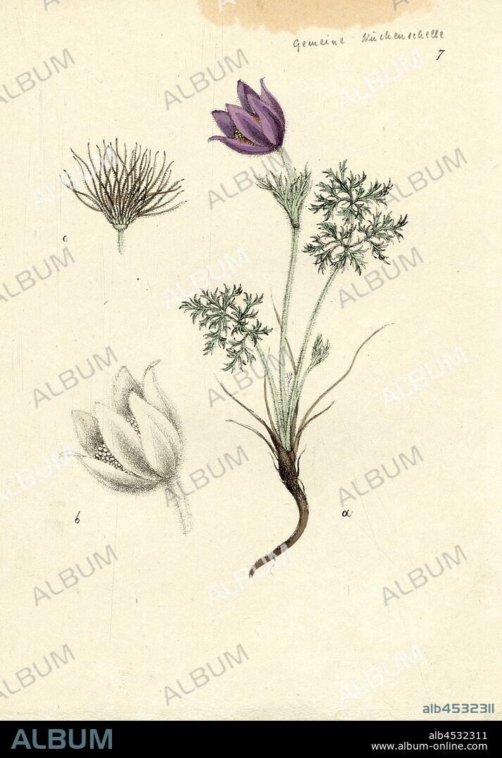 Anemone Pulsatilla L., Common pasque, Fig. 7, after p. 84, Labram, Jonas David (gezeichnet);, Brodtmann, C. J (lith.), Johannes Hegetschweiler, Jonas David Labram, C. J Brodtmann: Die Giftpflanzen der Schweiz. Zürich: Verlag von Albert Unflad; bei Johannes Esslinger, Praeceptor, [18--].