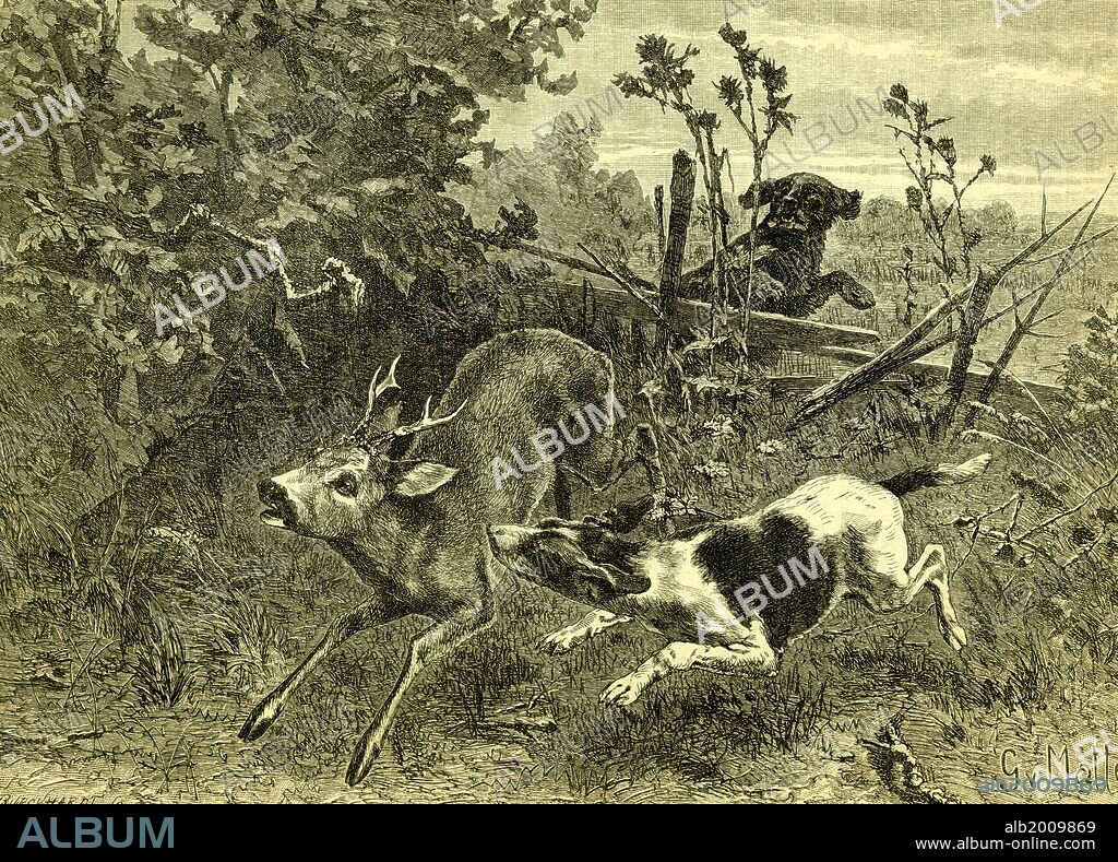 Deer, Dog, Hunt, Austira, 1891.