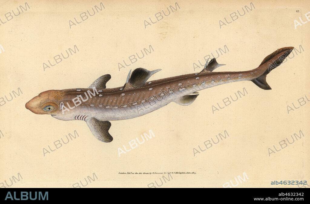 Spiny dogfish, Squalus acanthias (Picked shark or dog fish). Vulnerable. Handcoloured copperplate drawn and engraved by Edward Donovan from his Natural History of British Fishes, Donovan and F.C. and J. Rivington, London, 1802-1808.