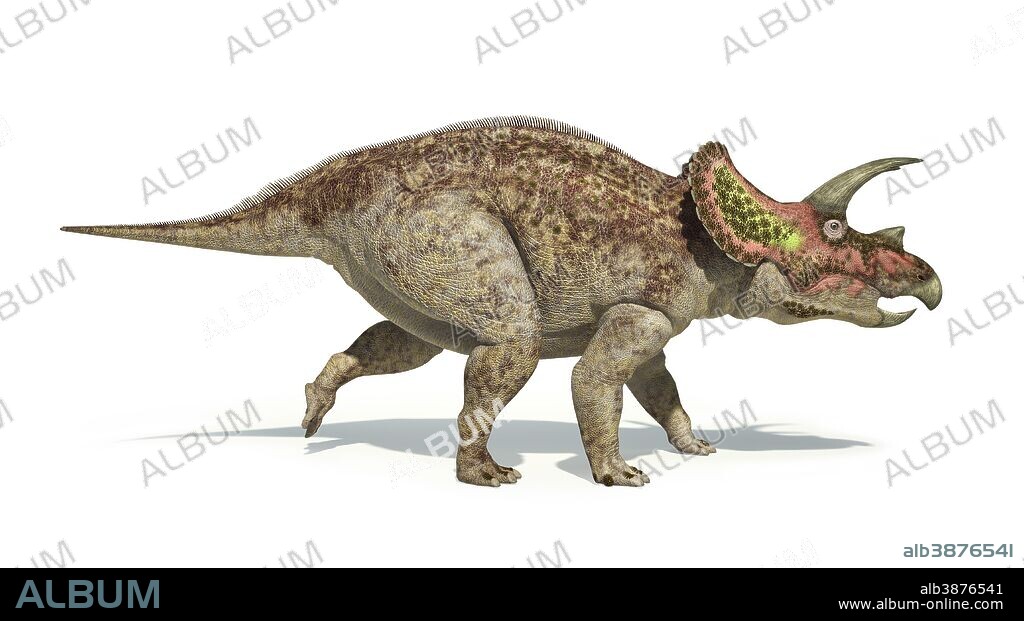 Triceratops dinosaur on white background with drop shadow.