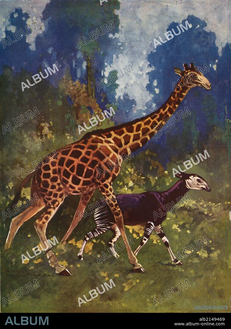 Illustration of Giraffe and its relative Okapi johnstoni, unknown to science until 1900. (Photo by: Universal History Archive/UIG via Getty Images).