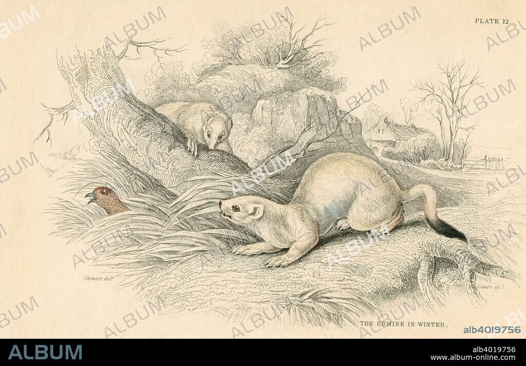 Stoat (Mustela erminea), member of the weasel family, 1828. The stoat in its white winter coat with black tail tip (the source of the fur Ermine), of animals in the colder parts of its range (Asia, Northern America and Europe). The summer coat is reddish brown with white underparts. From British Quadrupeds by William MacGillivray, one of the volumes in William Jardine's Naturalist's Library series. (Edinburgh, 1828).