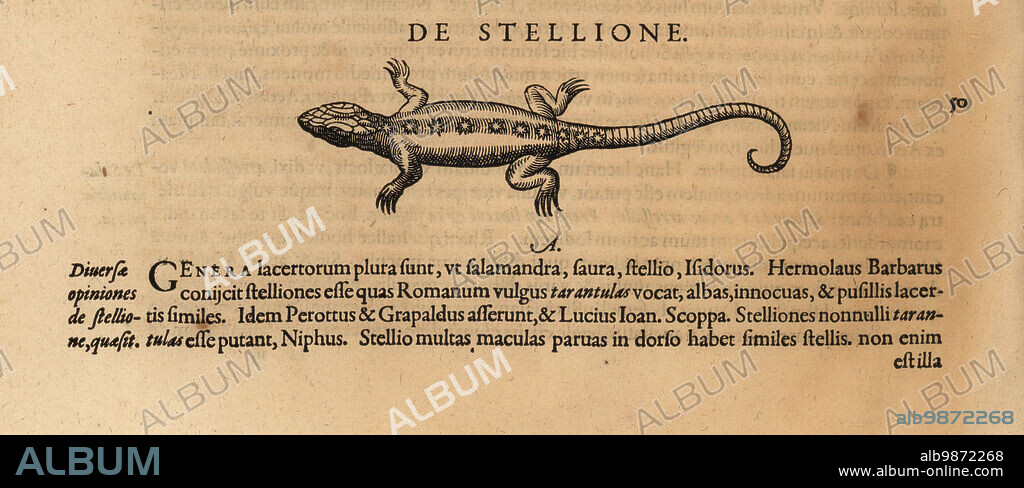 Species of lizard, possibly the starred agama, Laudakia stellio or Stellagama stellio. De Quadrop. oviparis. De Stellione. Woodcut engraving after an illustration by Lucas Schan and Conrad Gessner from Conrad Gessners Historiae Animalium, De Quadrupedibus Oviparis, (Natural history of animals: oviparous quadrupeds), Frankfurt, Wechel for Cambier, 1586.