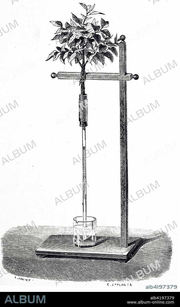 Engraving depicting Stephen Hales' experiment to demonstrate circulation in plants. Hales placed the stem of a vine in a long tube and observed that liquid rose 44 feet. Stephen Hales (1677-1761) an English clergyman, botanist, chemist and physiologist. Dated 19th century.