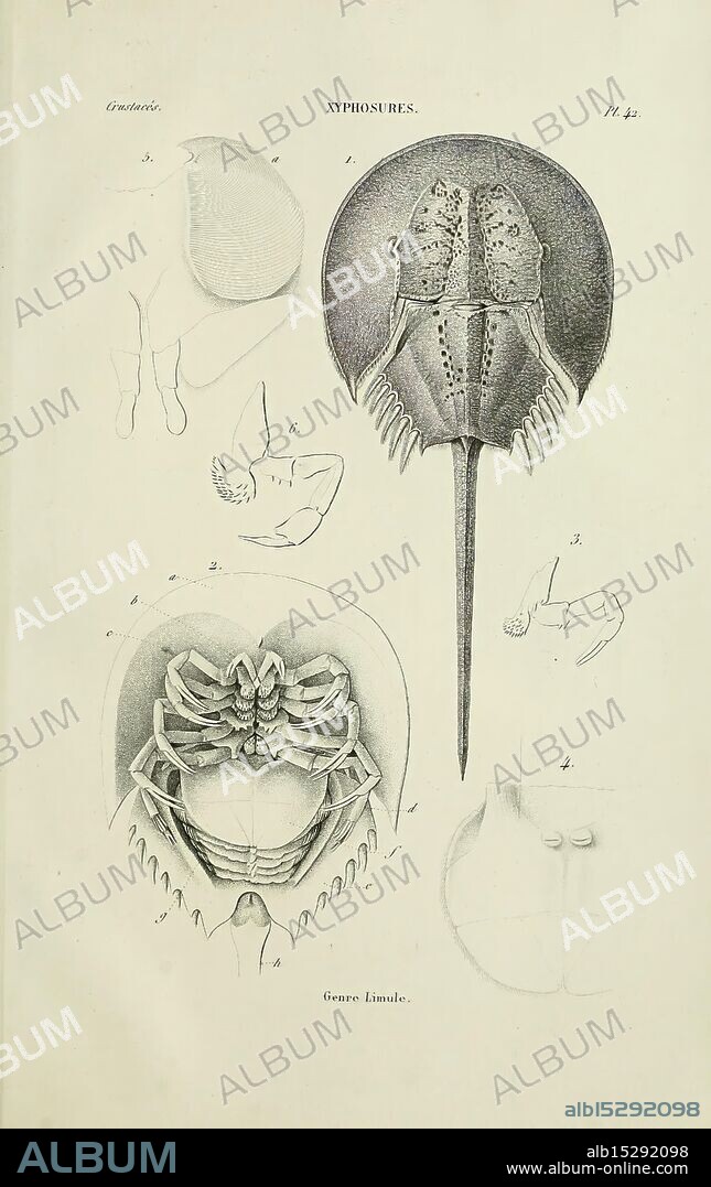 Histoire naturelle des crustacés, Paris, Librairie encyclopédique de Roret, 1834-1840. Anatomie, Crustacea, Physiologie, Schaaldieren, Taxonomie, This illustration features the anatomy of a horseshoe crab, identified as ''Xiphosura.'' It includes multiple views: the dorsal aspect showcasing the shell structure and head region, as well as detailed depictions of the appendages and body segmentation. Individual numbers label distinct anatomical features, such as the compound eyes, gills, and the tail spine. The diagram serves as a scientific representation of this ancient marine creature, highlighting its unique morphology and evolutionary significance. The caption at the bottom reads "Grosse Limule," indicating its common name in certain regions.