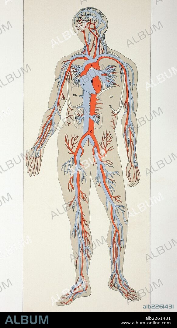Distribution Of Blood Vessels In The Human Body.