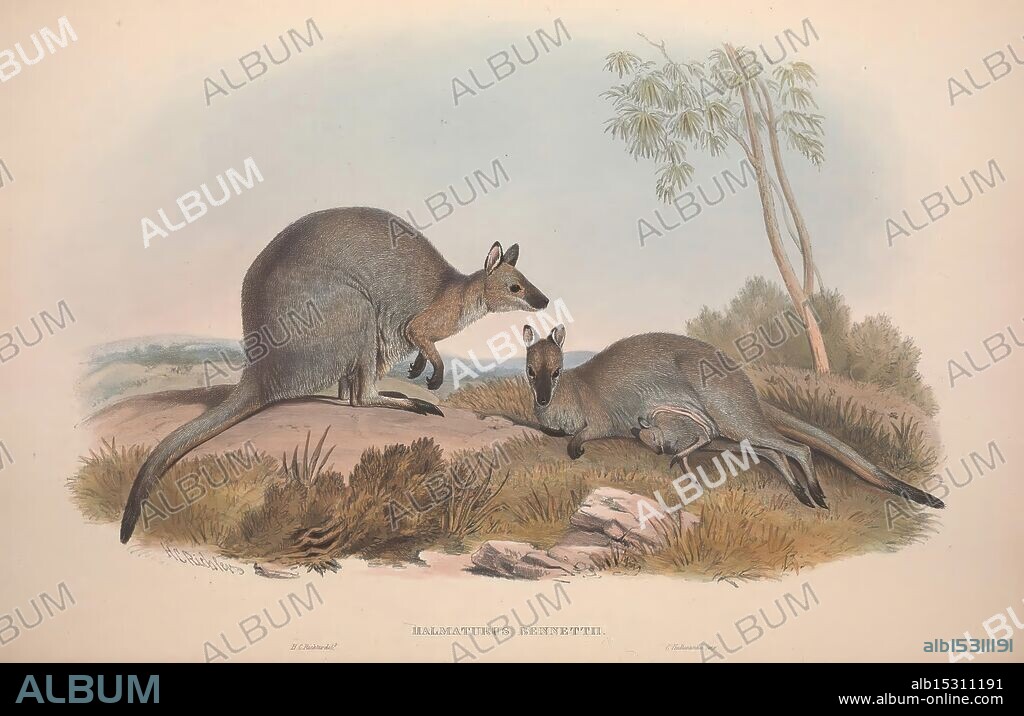 [A monograph of the Macropodidae, or family of kangaroos] London, The Author 1841-1842. Kangaroos Red-necked wallaby Halmaturus bennettii Mammals Marsupials Macropod Daily Science Art Australia Gould John Gould Australia Macropods Macropodidae Gould Gould Australia Henry Constantine Richter Australia John Gould Taxonomy: Family= Macropodidae Bennett's wallaby Macropus bennetti Halmaturus ualabatus Macropus rufogriseus Halmaturus fruticus Taxonomy: Trinomial= Notamacropus rufogriseus banksianus, Notamacropus rufogriseus, The scene features two kangaroos in a natural setting. One kangaroo stands alert with its ears raised, gazing curiously into the distance, while the other is poised in a relaxed position, perhaps grazing or resting. The background showcases a gentle landscape with hints of foliage and rocks, suggesting a serene environment typical of their native habitat. The subtle colors emphasize the natural beauty and grace of these iconic Australian animals.