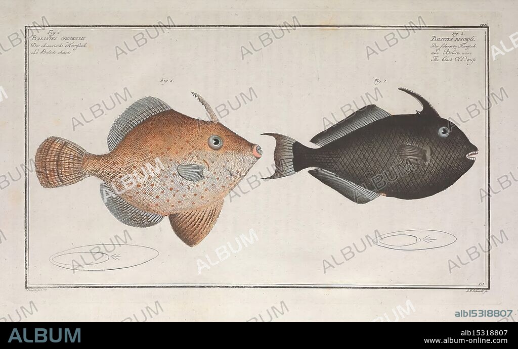 Ichtyologie ou Histoire naturelle generale et particuliere des poissons A Berlin Chez l'auteur & chez Francois de la Garde libraire 1785-1797 fishes Germany Ichthyology pictorial works, An illustration featuring two distinct fish species side by side. On the left, a vibrant specimen with an orange-brown body adorned with numerous small spots, a rounded tail, and prominent dorsal fins. Its mouth is slightly open, giving it an inquisitive appearance. To the right, a contrasting fish with a sleek, deep black body, showcasing a smooth texture and streamlined shape. Both fish are presented against a plain background, emphasizing their unique colors and forms. Below them, two simple outlines provide additional detail about their shapes, while the upper right corner includes handwritten labels indicating their names and classifications.