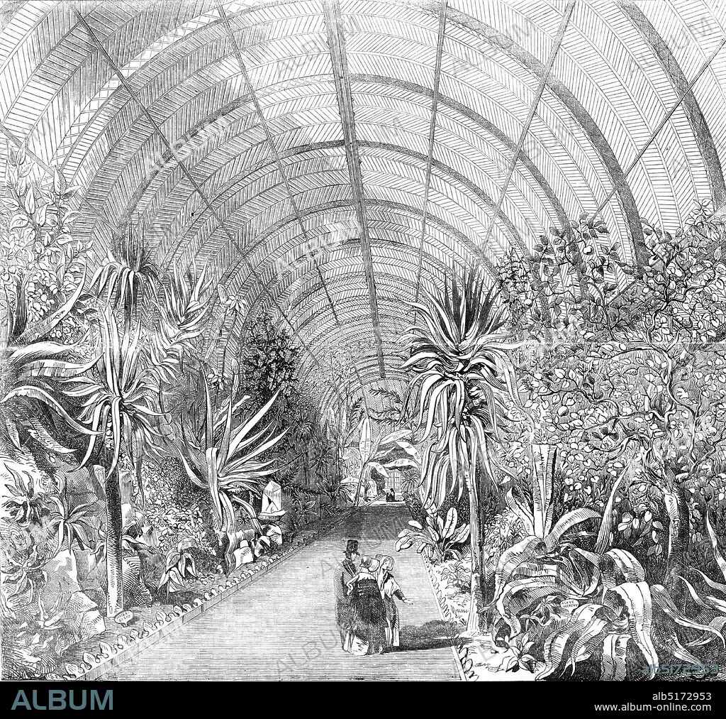 The great Chatsworth Conservatory - the interior, from the Central Walk, 1844.  Tropical plants inside the enormous glasshouse at Chatsworth House in Derbyshire. '...the specimens from the lofty and magnificent palms and plantains, the bread-fruit and date, the light and elegant acacias, the aloes, the oranges, citrons, and lemons, the cactuses and ferns, the papyrus, the callows, rice, and every other plant,whatever its original nature or climate - are all in the most luxuriant state of vegetation; and, grouped and arranged as they are, with every attention to picturesque effect - with the lofty palms and plantains...formed into arcades, interspersed with the most fragrant and odoriferous flowers...'. The designer of the glasshouse, Joseph Paxton, went on the design the Crystal Palace in Hyde Park. From "Illustrated London News", 1844, Vol V.