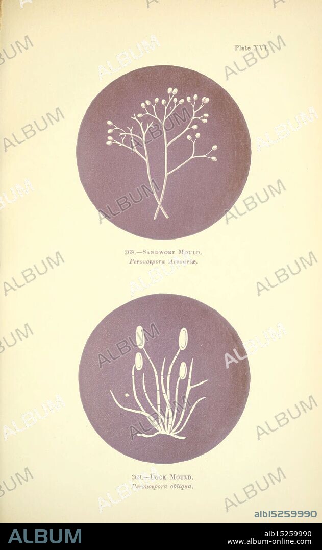 Rust, Smut, Mildew, Mould, London, W.H. Allen, 1898, Great Britain, The New York Botanical Garden, Phytopathogenic Fungi,, The illustration features two distinct botanical subjects within circular frames. The top depiction showcases a delicate arrangement of a sandwort mould, identified as Peronospora arenariae, characterized by slender branches adorned with small, round spores. Below, the dock mould, scientifically referred to as Peronospora obliqua, is illustrated with elongated stalks and clusters of oval-shaped spores, capturing the intricacies of their structure. The harmonious layout emphasizes the unique features of each organism, highlighting their significance in the study of plant pathogens.
