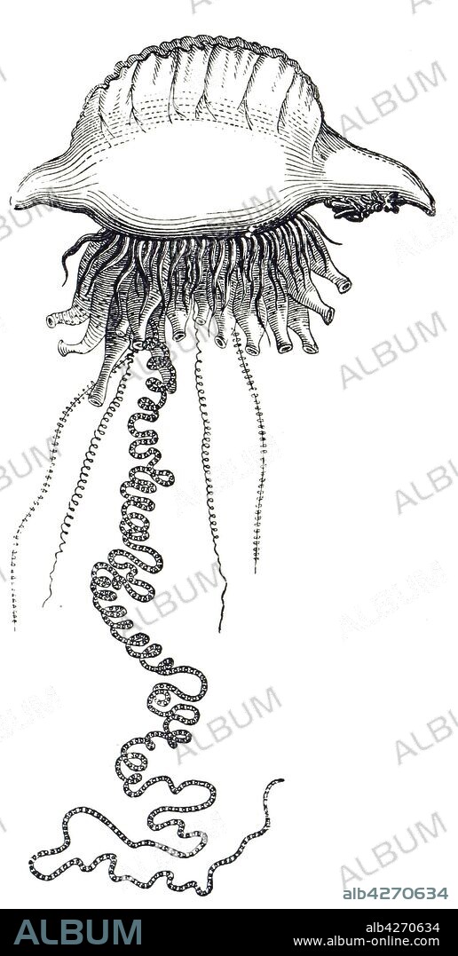 Engraving depicting a Portuguese man o' war, a marine hydrozoan of the family Physaliidae found in the Atlantic, Indian and Pacific Oceans. Its venomous long tentacles deliver a painful sting, which on extremely rare occasions has been fatal to humans. Dated 19th century.