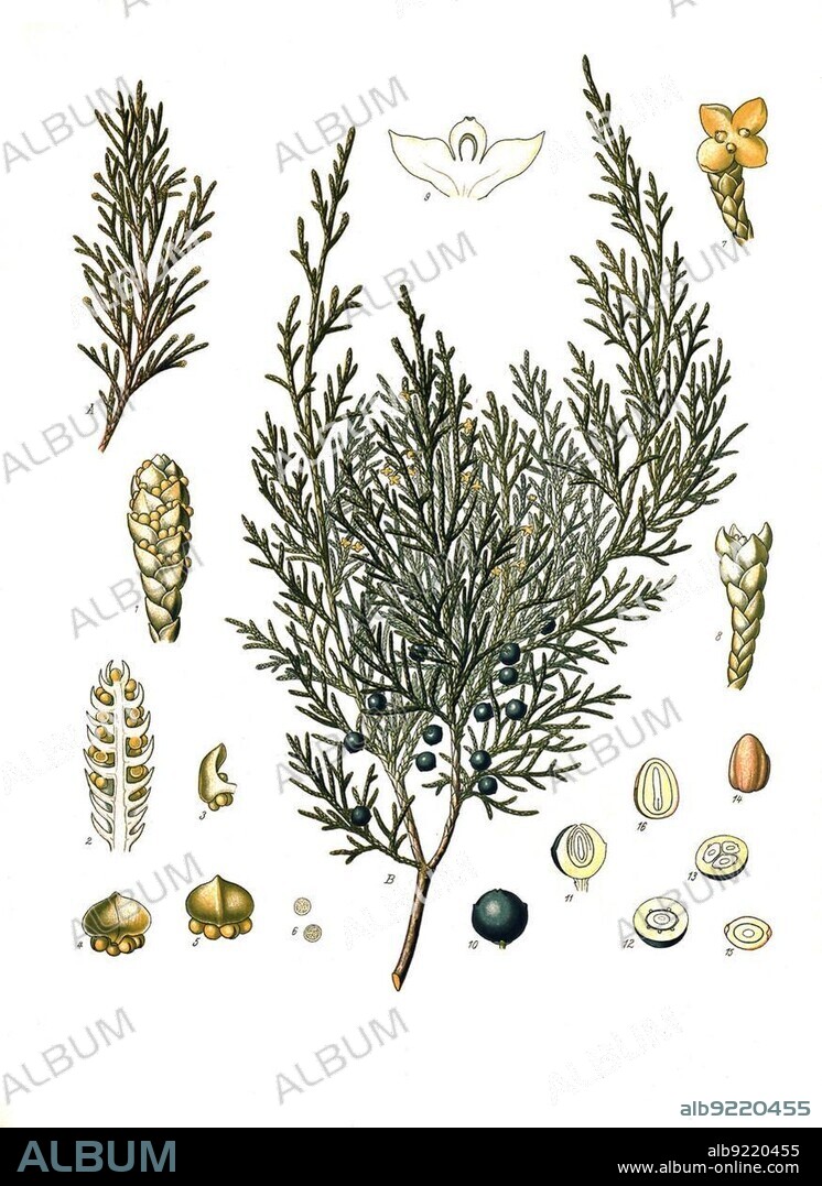 Medicinal plant, sade tree, also known as stink juniper (Juniperus sabina), poison juniper, sevi tree, seven tree, sap tree, sefi shrub or sevi shrub, Historical, digitally restored reproduction from a 19th century original