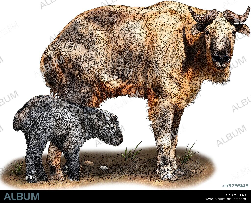 Illustration of a Golden takin (Budorcas taxicolor bedfordi).
