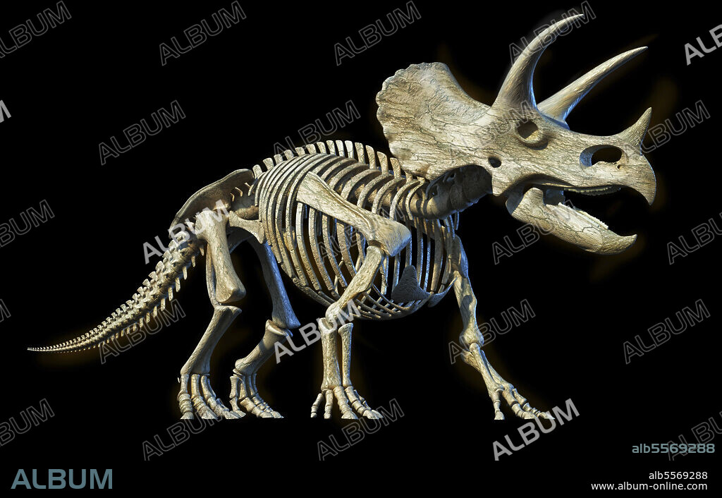 Full skeleton 3D rendering of Triceratops dinosaur, perspective view on black background.
