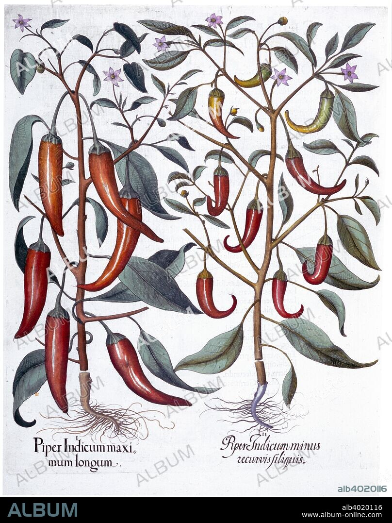 Peppers, 1613. 1.Piper Indicum maximum longum; 2.Piper Indicum minus recurvis filiquis. From Hortus Eystettensis by Basil Besler (1561-1629), published in 1613.