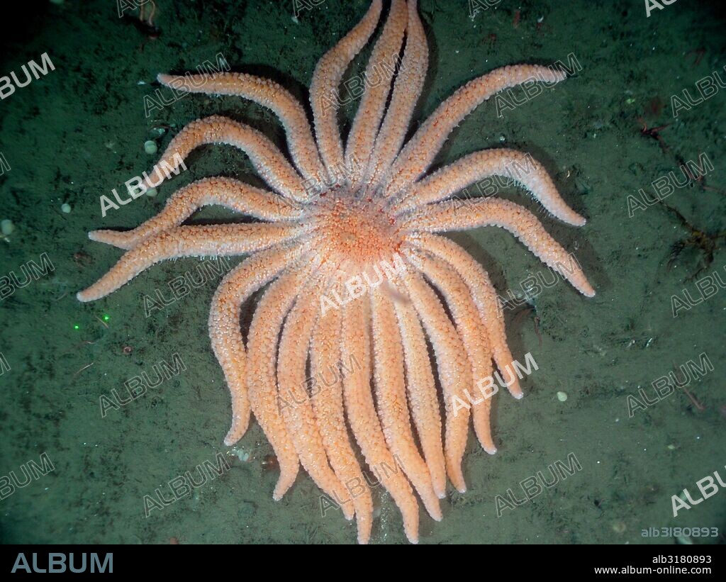 Sunflower Sea star (Pycnopodia Helianthoides). It is among the largest sea stars in the world and has a maximum arm span of one metre.