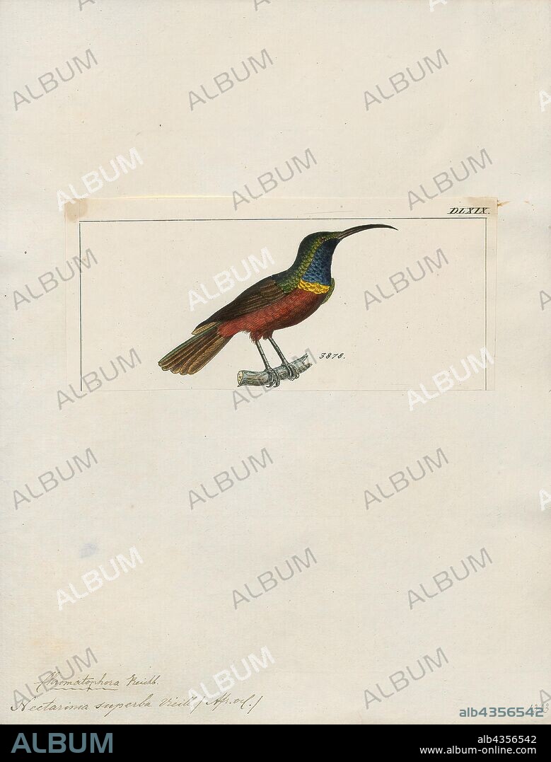 Nectarinia superba, Print, The superb sunbird (Cinnyris superbus) is a species of bird in the Nectariniidae family. It is found in Angola, Benin, Burkina Faso, Cameroon, Central African Republic, Republic of the Congo, Democratic Republic of the Congo, Ivory Coast, Equatorial Guinea, Gabon, Ghana, Guinea, Kenya, Liberia, Mali, Nigeria, Sierra Leone, Tanzania, Togo, and Uganda., 1820-1860.