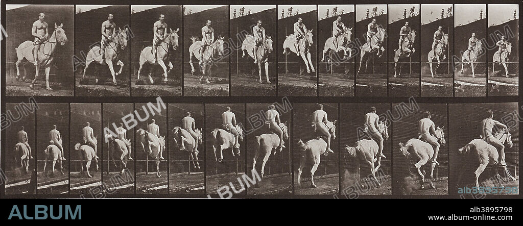 EADWEARD MUYBRIDGE. Animal Locomotion, Plate 646. Date/Period: 1887. Photograph. Collotype. Height: 457.20 mm (18 in); Width: 596.90 mm (23.50 in).