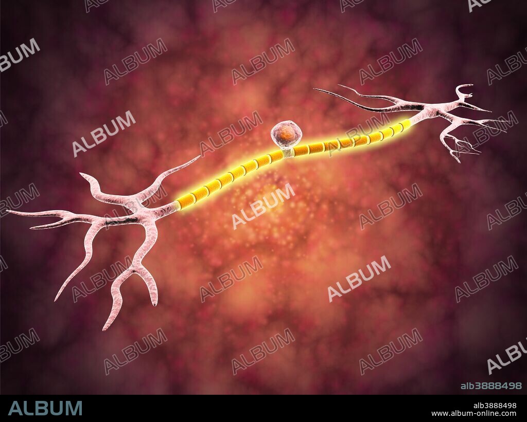 Microscopic view of a unipolar neuron. A unipolar neuron is a type of neuron in which only one protoplasmic process (neurite) extends from the cell body.
