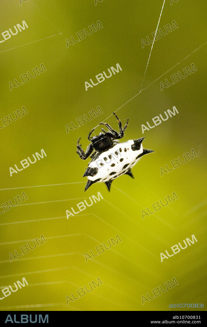 Spiny Orb Weaver Spider (Gasteracantha elipsoides). Sneads Ferry, North Carolina.