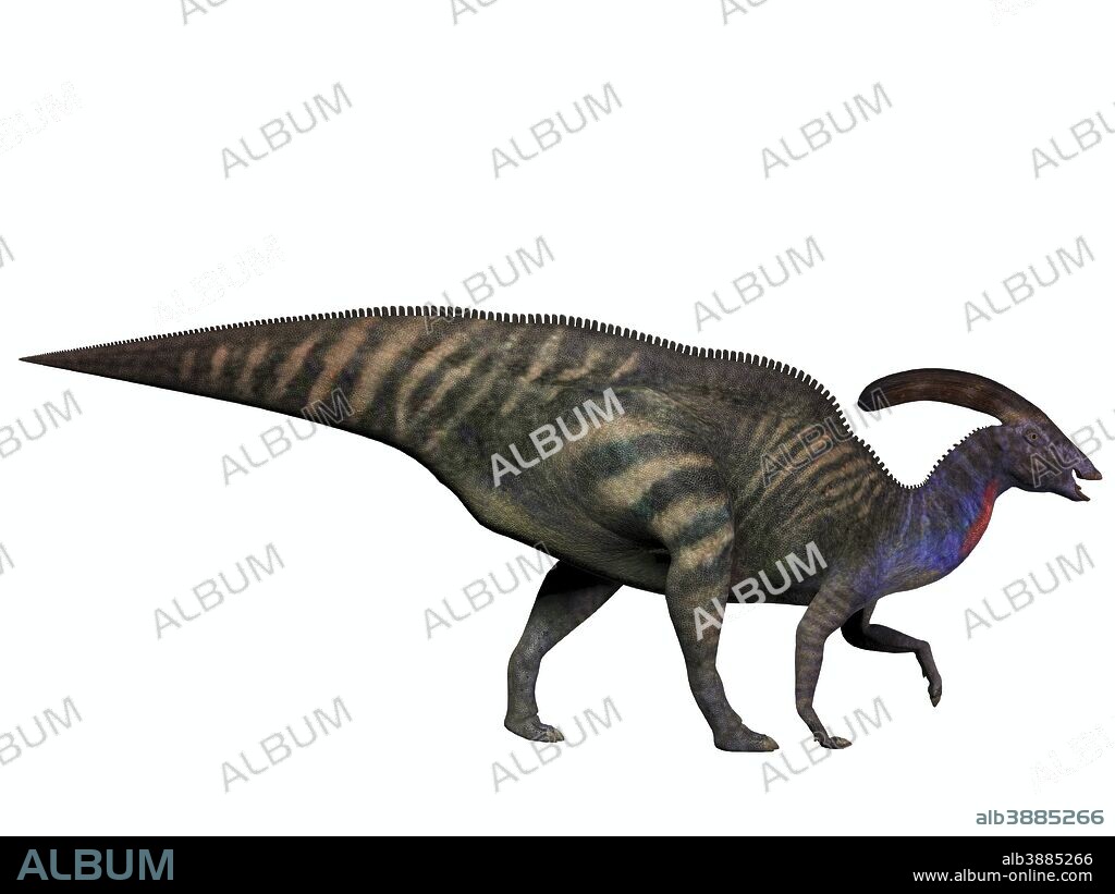 Parasaurolophus, a herbivorous dinosaur from the Cretaceous period which walked as a biped and as a quadruped.