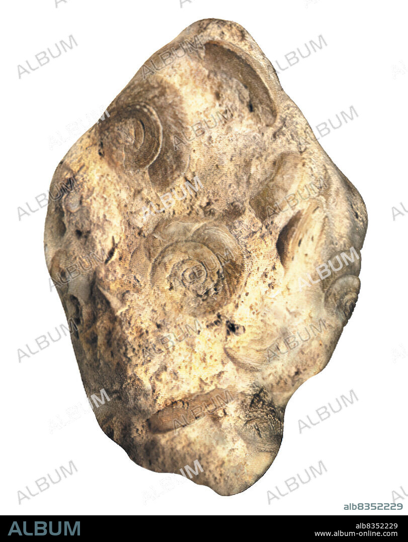 Limestone is a biogenic rock that contains shell debris. Fossiliferous limestone contains fossils.