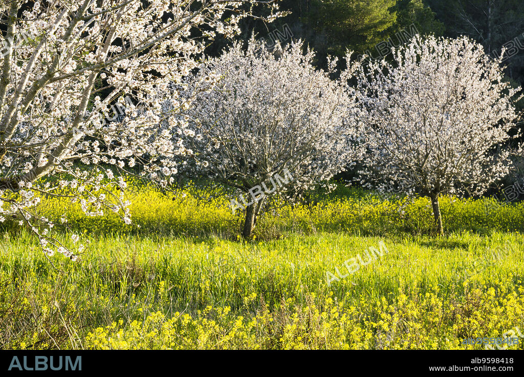 almendros en flor en un campo de colza, Brassica napus, Randa, termino de Algaida, Mallorca, balearic islands, spain, europe.