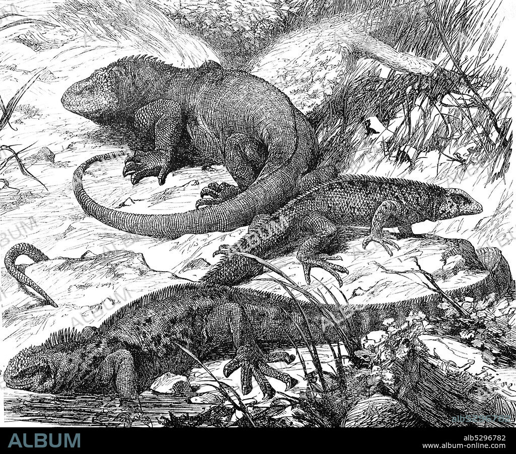 Galapagos land iguana and Marine iguana  /  Galapagos Echsen, Drusenkopf, Conolophus subcristatus, Kielschwanz, Tropidurus grayii, gekämmte Meerechse, Amblyrhynchus cristatus, Historisch, digital improved reproduction of an original from the 19th century / digitale Reproduktion einer Originalvorlage aus dem 19. Jahrhundert,.