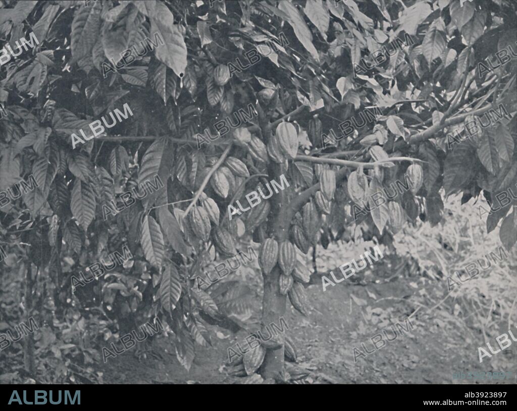 'Cacao Tree', 1924. From The British Empire in Pictures, by H. Clive Barnard, M.A., B.Litt. [A. & C. Black, Limited, London, 1924].