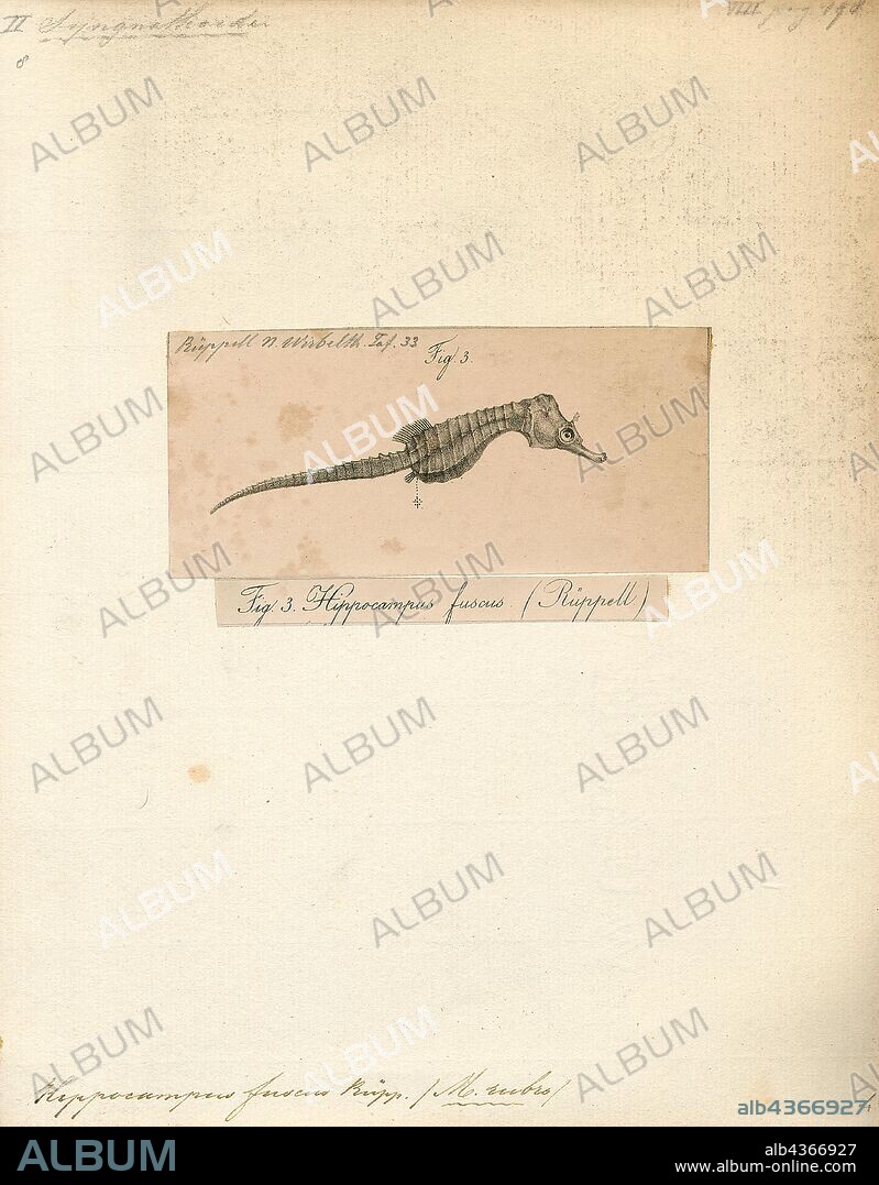 Hippocampus fuscus, Print, Hippocampus kuda, also known as the common seahorse, estuary seahorse, yellow seahorse or spotted seahorse is a seahorse of the family Syngnathidae native to the Indo-Pacific. The common name sea pony has been used for this species under its synonym Hippocampus fuscus., 1700-1880.