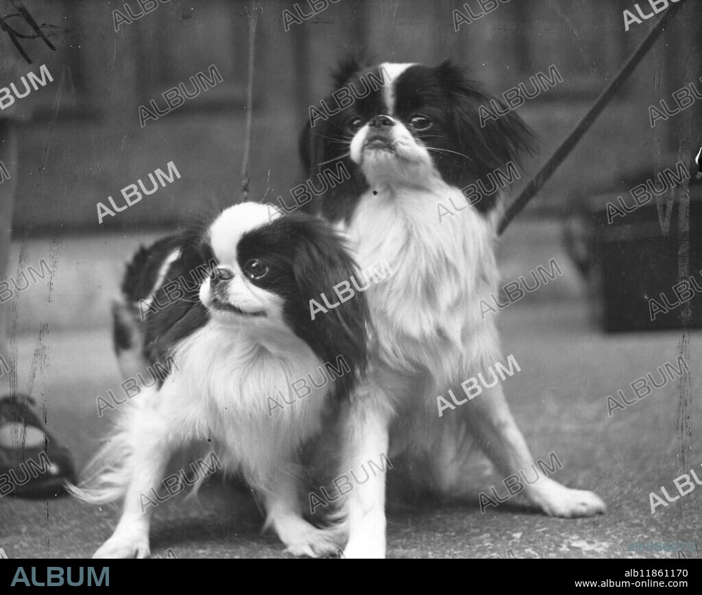 Sprite of Maywood and Tsuki-Yumi of maywood, two Japanese chin dogs, look disdainfully away from the photographer while waiting to be judged at the championship dog shows that Trinity church Hall, great Portland Street, this morning, Wednesday. 23 April 1947.