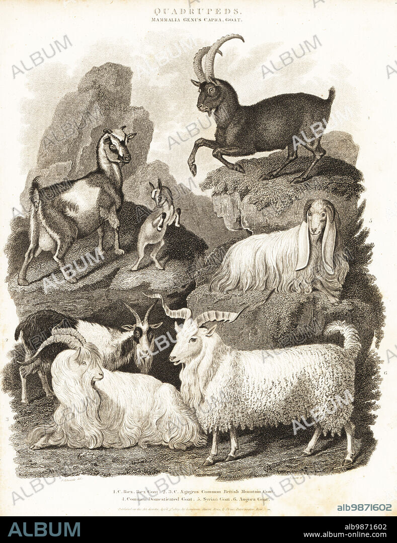 Alpine ibex goat, Capra ibex 1, common British mountain goat, Capra aegagrus 2,3, common domesticated goat 4, Syrian goat 5, Angora goat, Capra hircus 6. Copperplate engraving by J. Scott after an illustration by Sydenham Edwards from Abraham Rees' Cyclopedia or Universal Dictionary of Arts, Sciences and Literature, Longman, Hurst, Rees and Orme, London, 1809.